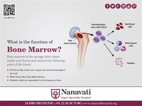 yellow bone vs redbone|Bone marrow: types, functions and health tips 